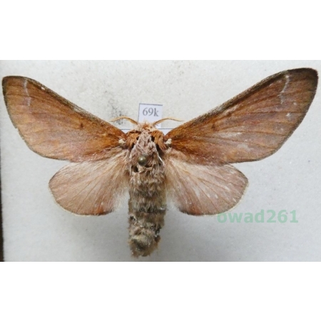 Streblote panda Hübner, 1820 female Spain69k